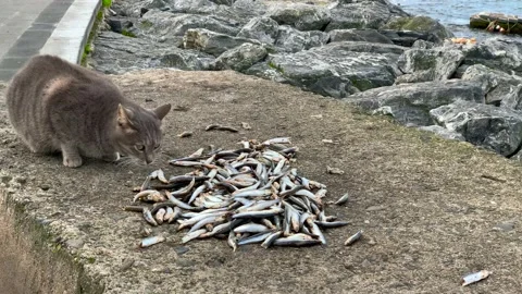 A stray cat that eats fish with pleasure Stock Footage 171382366