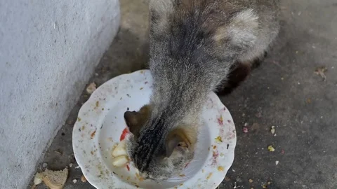Stray cat eats Stock Footage 82389428