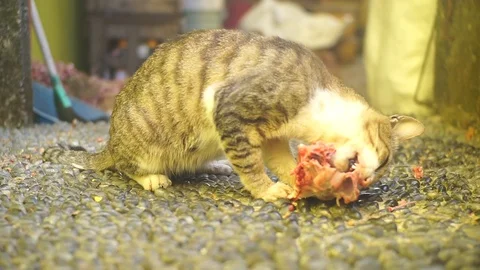 A stray cat eats leftover foods from broilers. Stock-Footage 92772799