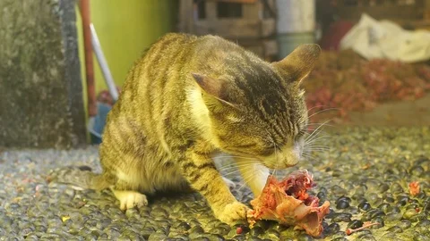 A stray cat eats leftover foods from broilers. Stock-Footage 92772802