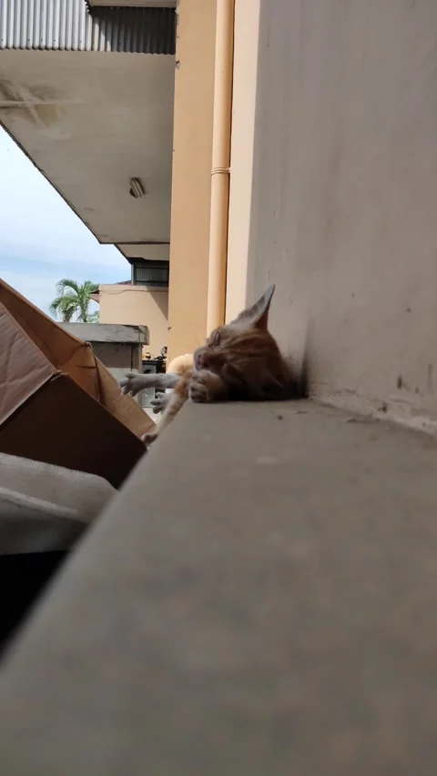 Stray cat on the edge of the trash Stock Footage 219595737