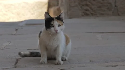 Chole Temple Pussy Gif Stock Footage ~ Royalty Free Stock Videos Pond5