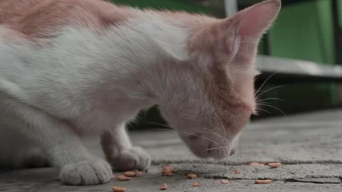 Stray Cat Enjoying a Meal 库存影片 252590225