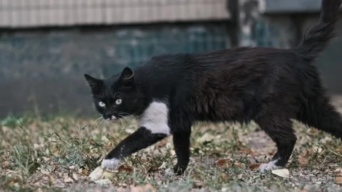 Stray Cat Exploring Backyard Stock Footage 303829086