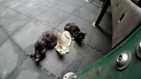 Stray cat Family at playground pavement Stock Footage