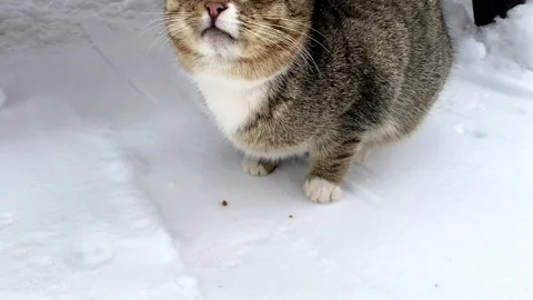 A stray cat is fed from the hand with dry food in a winter park on the snow Video stock 169107910