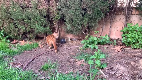 Stray Cat Feeding Station Stock Footage 250287079