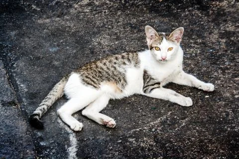 Stray cat on the floor Фото