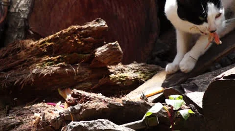 Stray Cat Stock-Footage 25042006