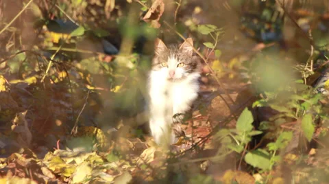 Stray cat Video stock 32373189