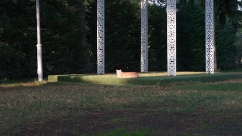 Stray cat Stock Footage 97178970