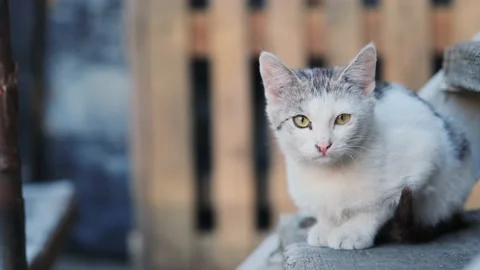 A stray cat Stock Footage 131208770