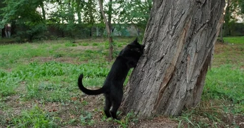 Stray cat Stock Footage 140236662