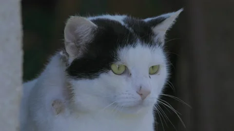 Stray cat Stock Footage 143932858