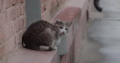 A stray cat Stock Footage 190964619