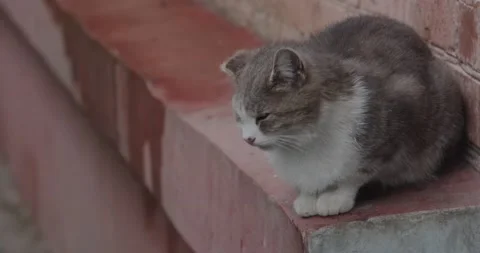 A stray cat Stock Footage 190964903