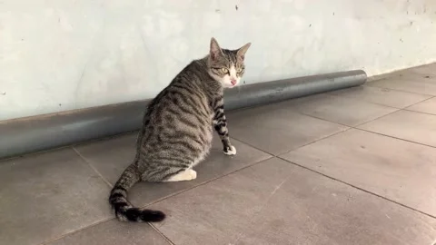 Stray Cat Stock Footage 201461697