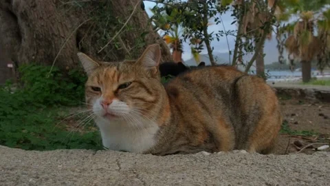 A stray cat Stock Footage 226932967