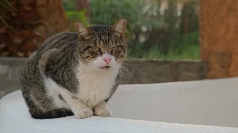 A stray cat Stock Footage 226934910