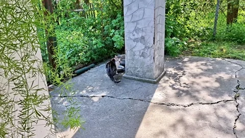 This Stray Cat Found The Most Unexpected Feeding Spot In The Garden 動画素材 336595971