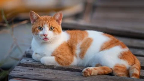 Stray cat, with funny expression, lying on a wooden pier at dusk. Stock Photos