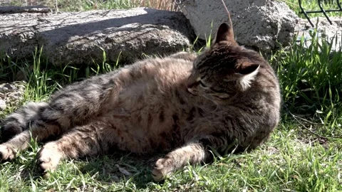 The stray cat fur cleaning Stock Footage 157774862