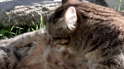 The stray cat fur cleaning Stock Footage 157776099