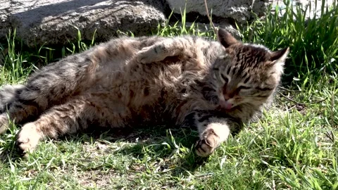 The stray cat fur cleaning Stock Footage