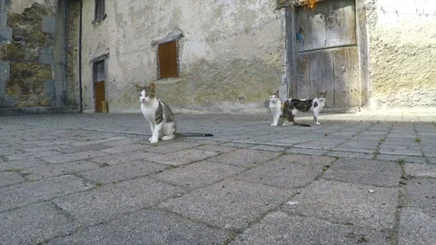 Stray Cat Goes Towards Camera Stock-Footage 96247102