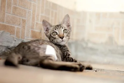 A stray cat has been bitten by a dog. Turning around and staring at the camera, Stock Photos