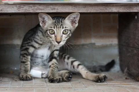 A stray cat has been bitten by a dog. Sitting there in despair. Stock Photos