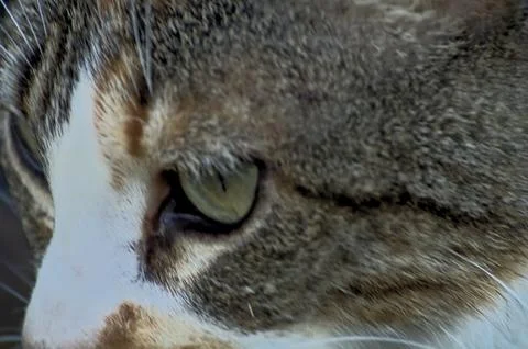 Stray cat head staring Stock Photos