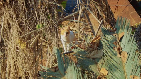 A stray cat hides behind palm leaves and dry vines. Stock Footage 306720843