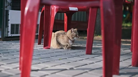 Stray Cat Hiding Under a Chair Stock Video Pond5