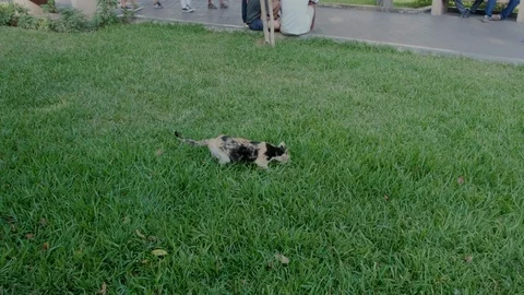 Stray cat hunting. Stock Footage 110800556