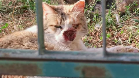 Stray cat injured in the muzzle Stock Footage 247073884