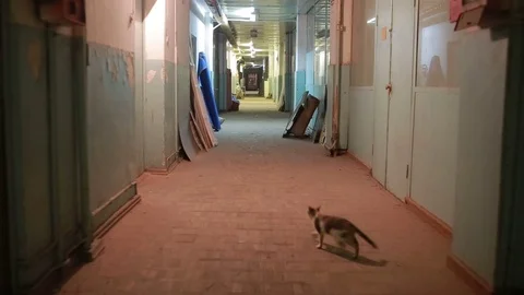 Stray cat inside a ruined building Stock Footage 70301491