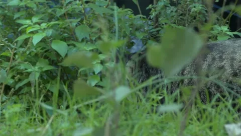 Stray cat in istanbul walking Stock Footage 228022456