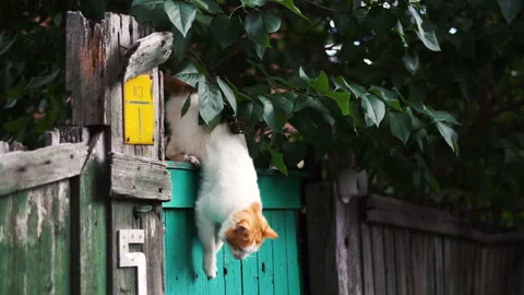 Stray cat jumping down from the old wooden fence. Cats walking at the street Видео 211137250