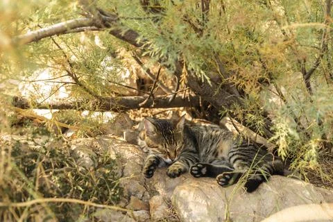 A stray cat laying down in the shadow of a plant on a stone in Makarska. Stock Photos