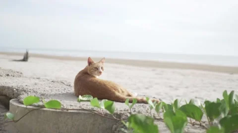 Stray cat laying on a rock Vídeos de archivo 296103520