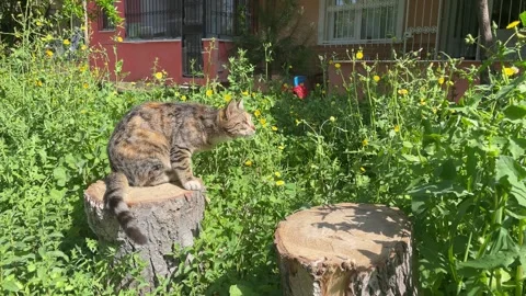 A stray cat leaps from tree stump Stock Footage 272580513