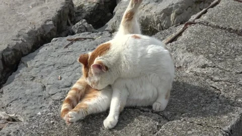 Stray cat licking itself on a seawall Stock-Footage 342392167