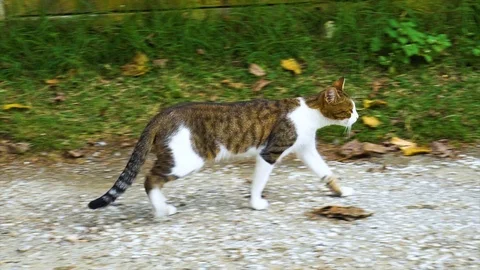 Stray cat licks herself up after walking a little Vidéo 106020215