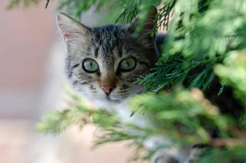Stray cat looking at the camera Stock Photos