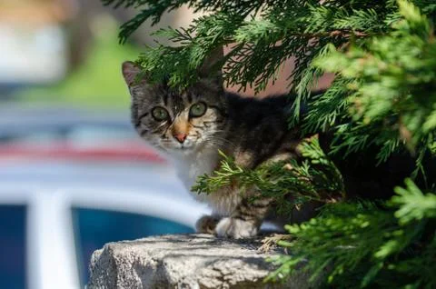 Stray cat looking at the camera Stock Photos