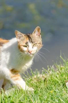 Stray cat looking at the camera. Stock Photos