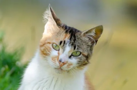 Stray cat looking at the camera. Stock Photos