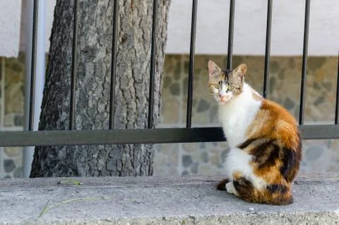 Stray cat looking at the camera. Stock Photos