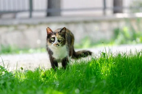 Stray cat is looking at the camera Stock Photos
